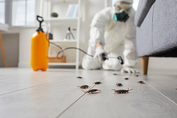 Affordable Termite Control solutions in Pittsburg, CA